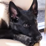 Ransom & Poppy Lou - @ransom.poppylou - Instagram