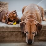 Birdie + Lou the Rhodesian Ridgebacks - @birdie.and.lou - Instagram