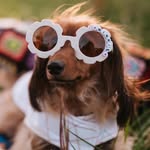 Winnie Lou Rowan - @winnietheweenie2020 - Instagram