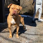 Lou Royal 🌀 - @louie.mastiff - Instagram