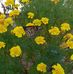 Louella Rushing - Facebook