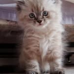 Lou Russo - @lourusso68 - Instagram