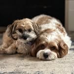 Thatcher-Lou Simmons - @thatcherandlou - Instagram
