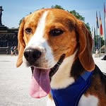 Lou-Stanley - @little.lou.the.beagle - Instagram