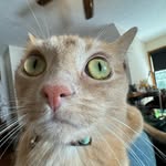 Lou Tyson Miller 😼 - @lou_theorangekitty - Instagram