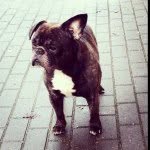 Lou Und Tyson - @_lou_tyson_ - Instagram