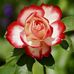 Louise Walker - Facebook