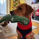 Mari-Lou Waller - @goldenhurricanechewie - Instagram