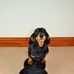Betty-Lou Welsh dachshund - Facebook