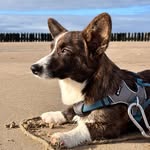 Lou - Welsh Corgi - Cardigan - @rocketlou2025 - Instagram