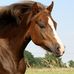 Miss Mary-Lou _ lost welsh-B pony - Facebook