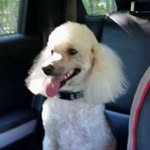 Betty Lou Whitehead - @bwhitehead3250 - Instagram