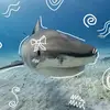 sharky - @louw.ise - TikTok