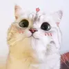 Lou wolf - @sampanda2968 - TikTok