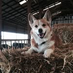 Louann Fraser - @fitzcows - Instagram
