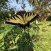 Luella Chambers - Facebook