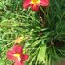 Louella Hooper - Facebook
