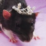 Margaret Louella Wolfe - @springsybarite - Instagram