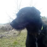Louie Corey Beard - @louie_beast_9063 - Instagram