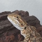 Louie - @louiebeardeddragon - Instagram
