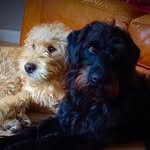 Dillon & Louie 🐶🐶💙 - @dillonlouie1313 - Instagram