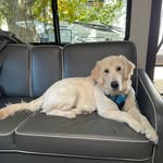 Louie Fields - @louie_goldenboy0316 - Instagram