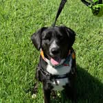 Louie Hall - @louie_the_service_dog - Instagram