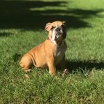 Louie Johnson - @louie_johnson_the_bulldog - Instagram