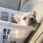 Louis Larson - @the_frenchie_louis - Instagram