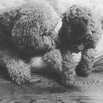 Louie & Logan - @louieandloganthedoods - Instagram