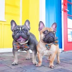 🐶Louie 🐶Logan 🐶Leona - @louieandlogan - Instagram