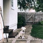 Louie Logan-Salley - @louiethegoldenaussie - Instagram