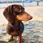 Louie Lyons - @louie_thesausage - Instagram