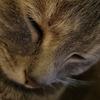 Louie McLaughlin - @thecatsoflouie - TikTok