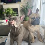 Louie & Archie Rapey-Robles - @louiearchiefrenchies1922 - Instagram