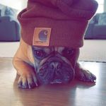 Louie Robles - @louie.el.frenchie - Instagram