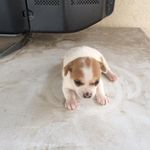 Louie Robles - @louieharley111 - Instagram