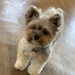 Louie Weeks - @woozieweeks - Instagram
