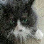 louie Wright - @meow_the_cat_ - Instagram
