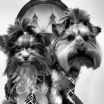 Louis & Bailey - @louis_bailey_yorkshireterriers - Instagram
