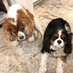 Louis And Bailey - @louis_bailey_kingcavs - Instagram