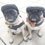 Louis And Beasley - @louisandbeasley - Instagram