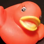 The reddy duck - @louis_benedictus - Instagram