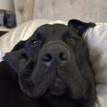 Louie Blanton - @biglouieblanton - Instagram