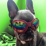 Louis, Fred, Margot and Harry - @louis_boo_the_frenchbulldog - Instagram