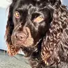 Louie the Boykin - @bradwoodard4 - TikTok