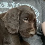 Sterling Hurst - @little_boykin_louis - Instagram