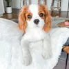 Louie - @mycavalierlouie - TikTok