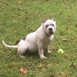 Louis Chappell - @louis.chappell - Instagram