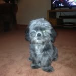 Louiscrowson - @louiscrowson644 - Instagram